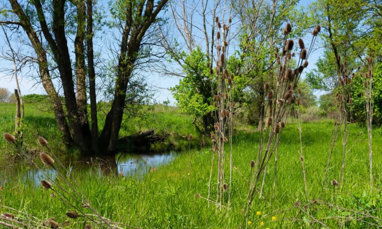 Midewin National Tallgrass Prairie