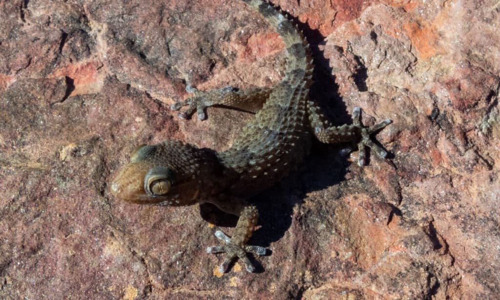 Bibron's thick-toed gecko (Chondrodactylus bibronii)