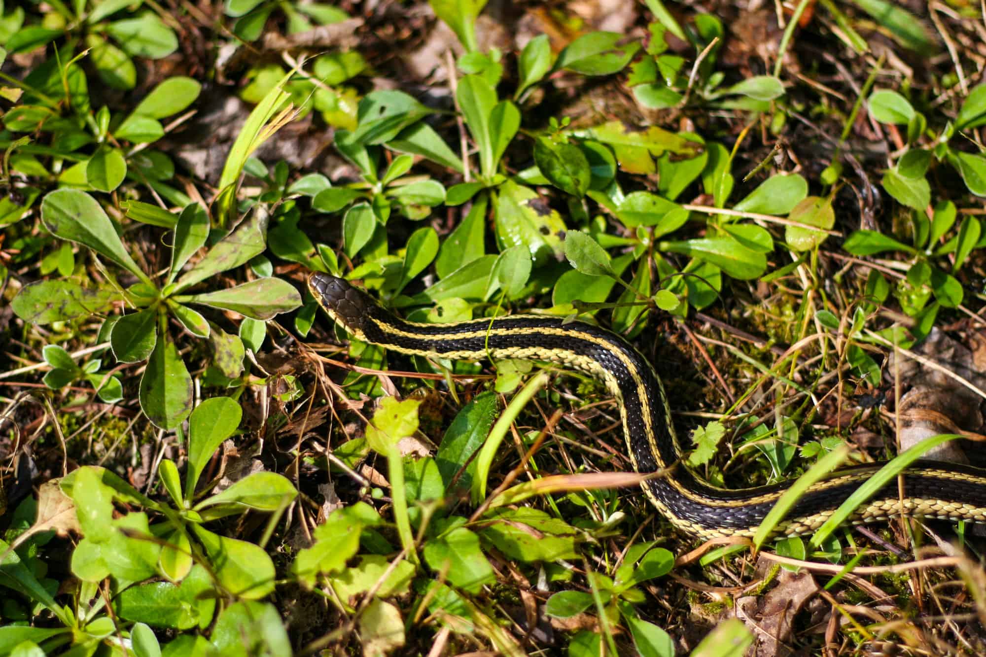 Animal Wildlife, Canada, Footpath, Garter Snake, Grass Area