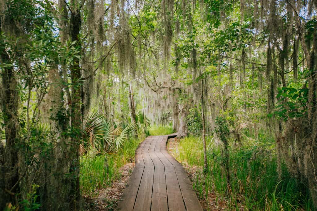 Swamp in the United States