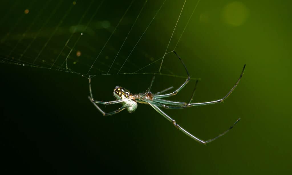 Common Spiders of Maryland - Maryland's Wild Acres