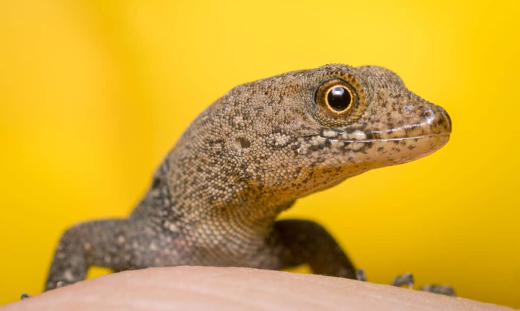 Yellow-headed gecko (Gonatodes albogularis)