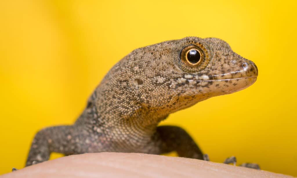 Yellow-Headed Gecko (Gonatodes albogularis)