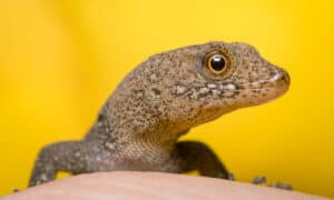 10 Incredible Gecko Facts Picture