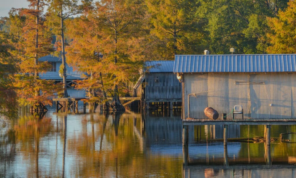 Bayou D’Arbonne Lake Louisiana