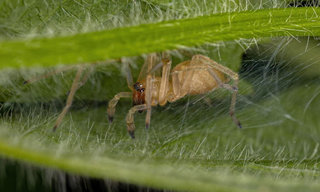 Brown recluse, yellow sac, and black widow spiders all live in Kansas