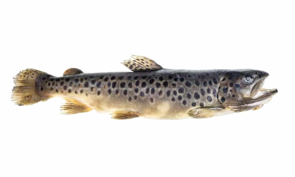 Lake Trout