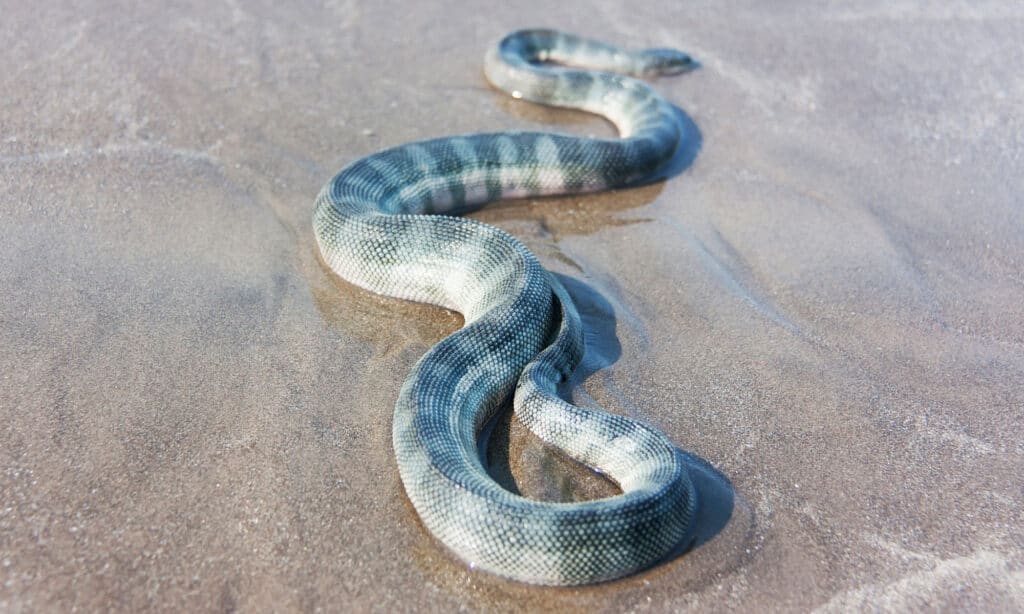 Beaked sea snake (Enhydrina schistosa)