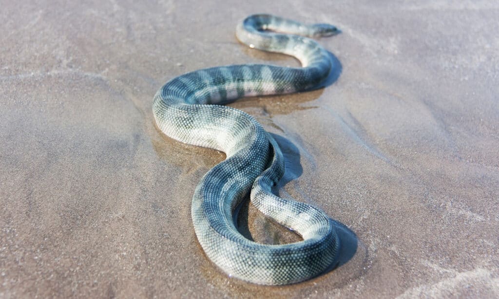 What Are the Most Venomous Sea Snakes in the World?