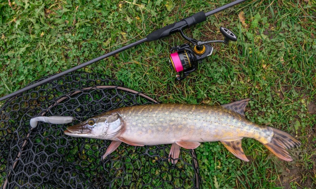 Мускусный или Muskellunge