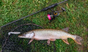 The 5 Best Fish to Catch in Missouri This Summer Picture