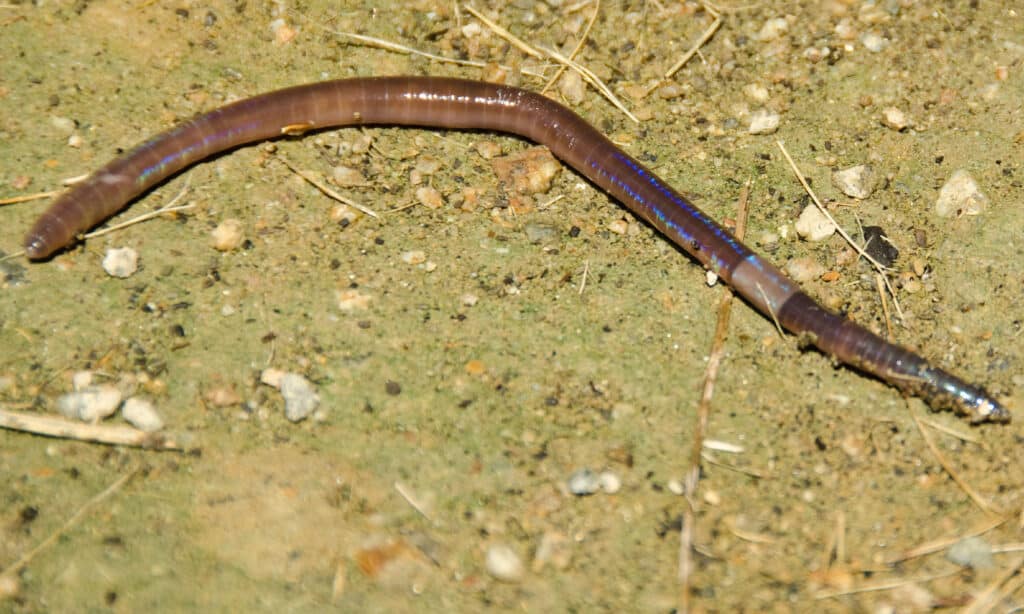 Asian jumping earthworms