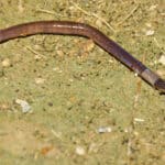 Asian jumping earthworms can grow twice as fast as other earthworms
