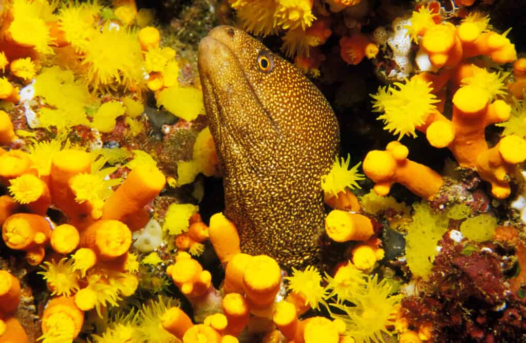 A banana eel sticks its head out of some yellow coral