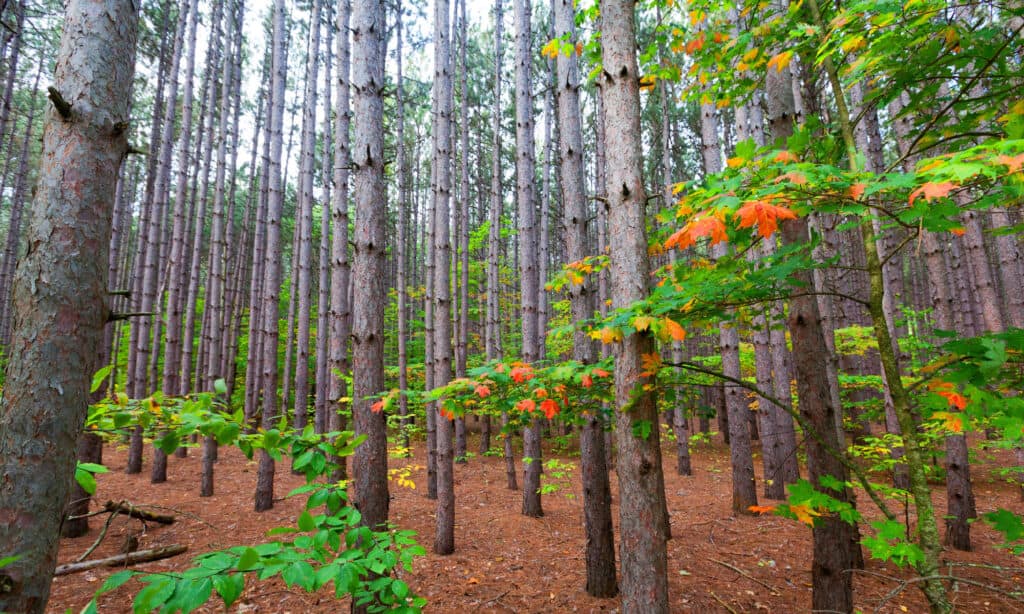 Chippewa National Forest / North Country Minnesota