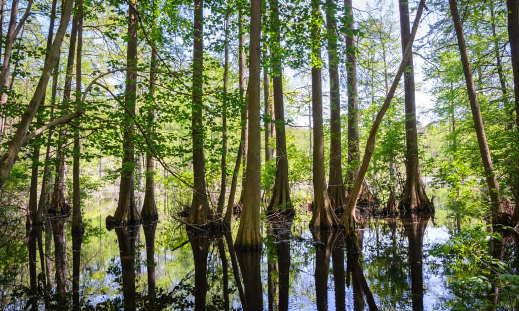 Trap Pond & State Park