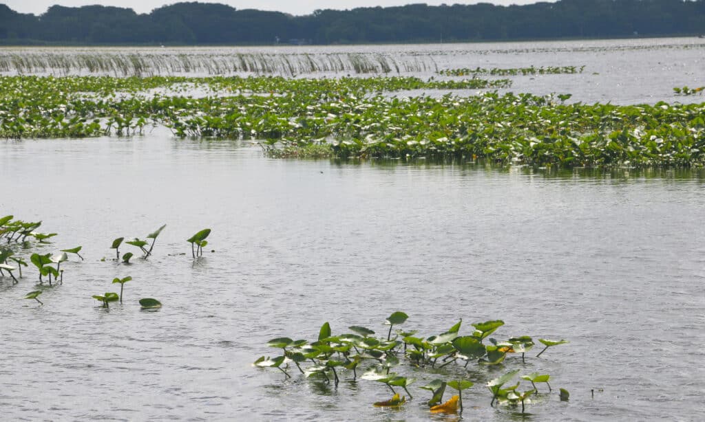 Lake Istokpoga