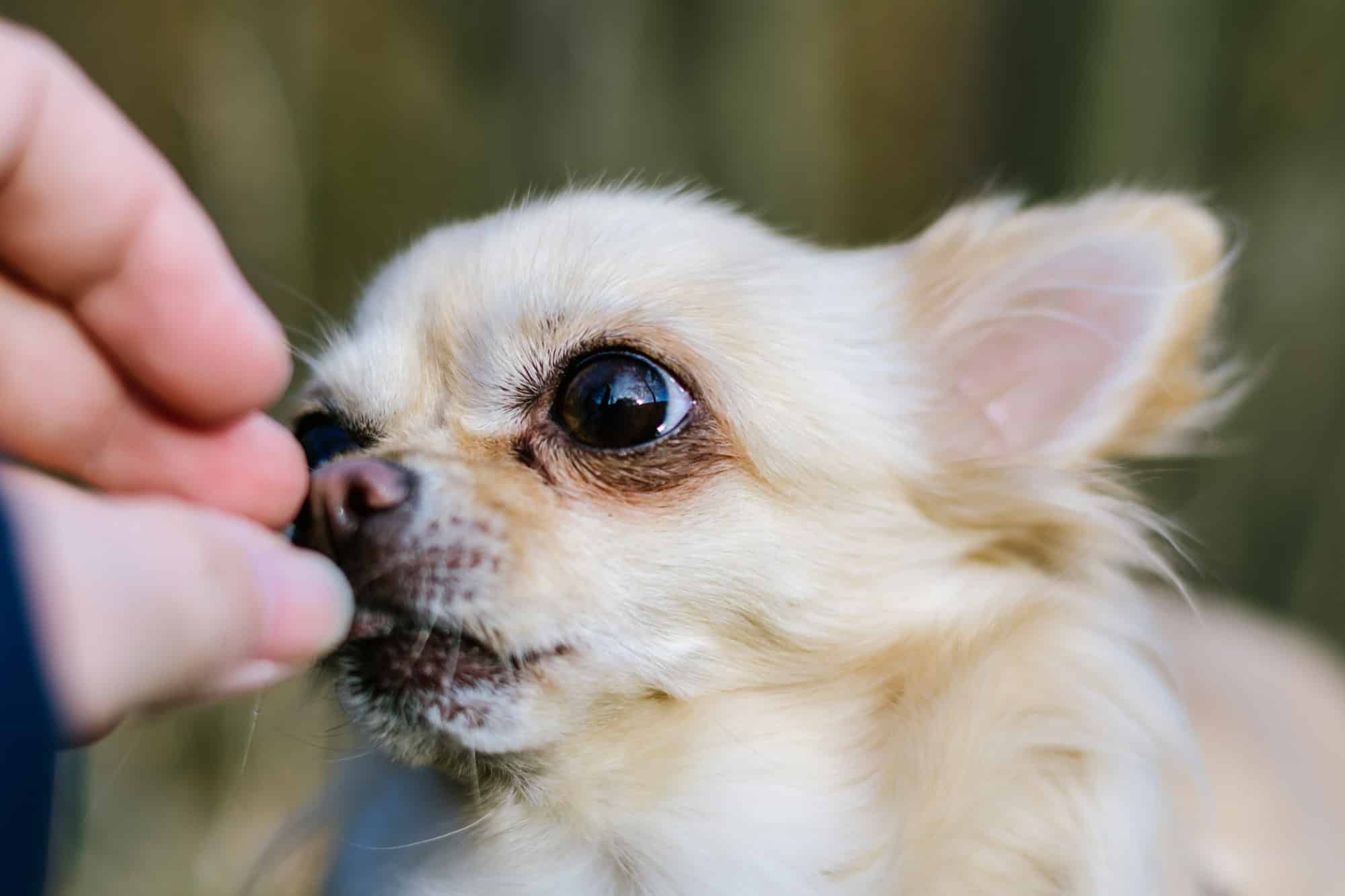 A hand feeding a long-haired chihuahua a treat