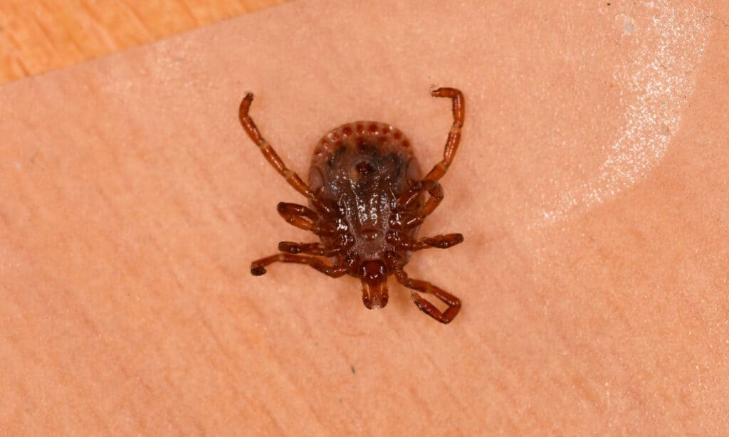 The Gulf Coast Tick