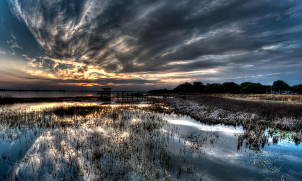 Lake Tohopekaliga Florida is famous for its alligators