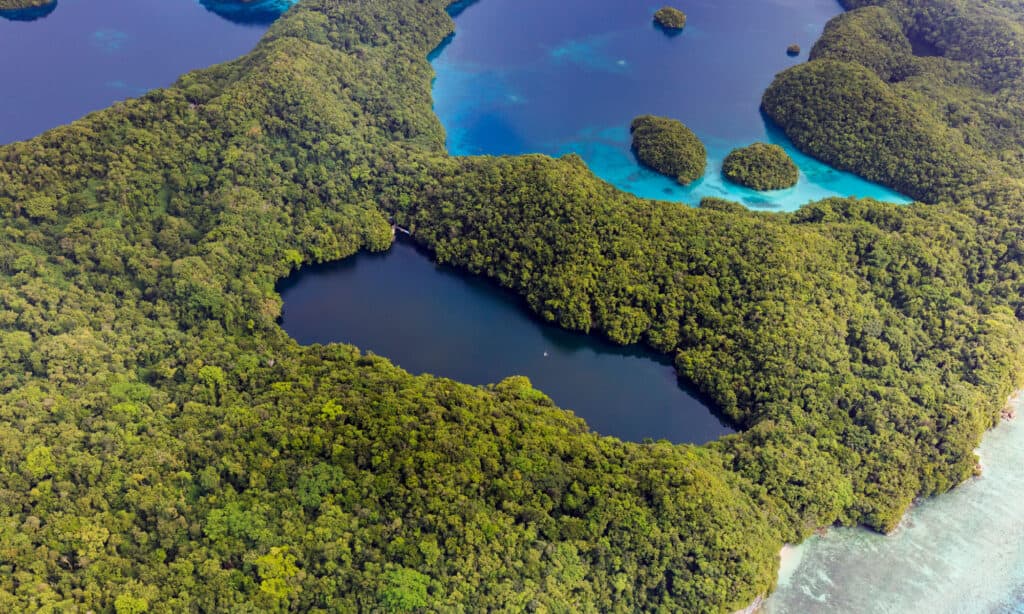 Jellyfish Lake, Palau