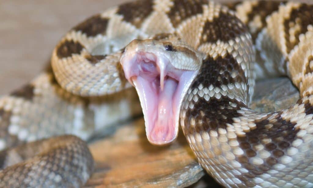 Rattlesnake Inside Mouth