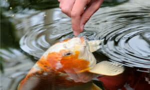 Koi Fish Food You’ll Actually Want To Use — Reviewed Picture