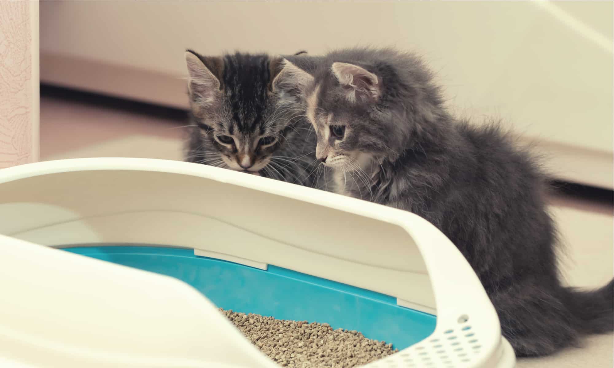 litter boxes for multiple cats