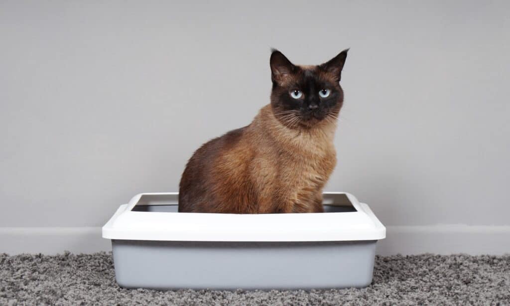 Siamese cat sitting in a litter box.