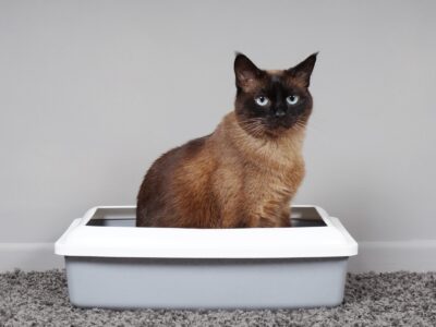 A The Best Cat Litter Boxes for Odor Control for 2022