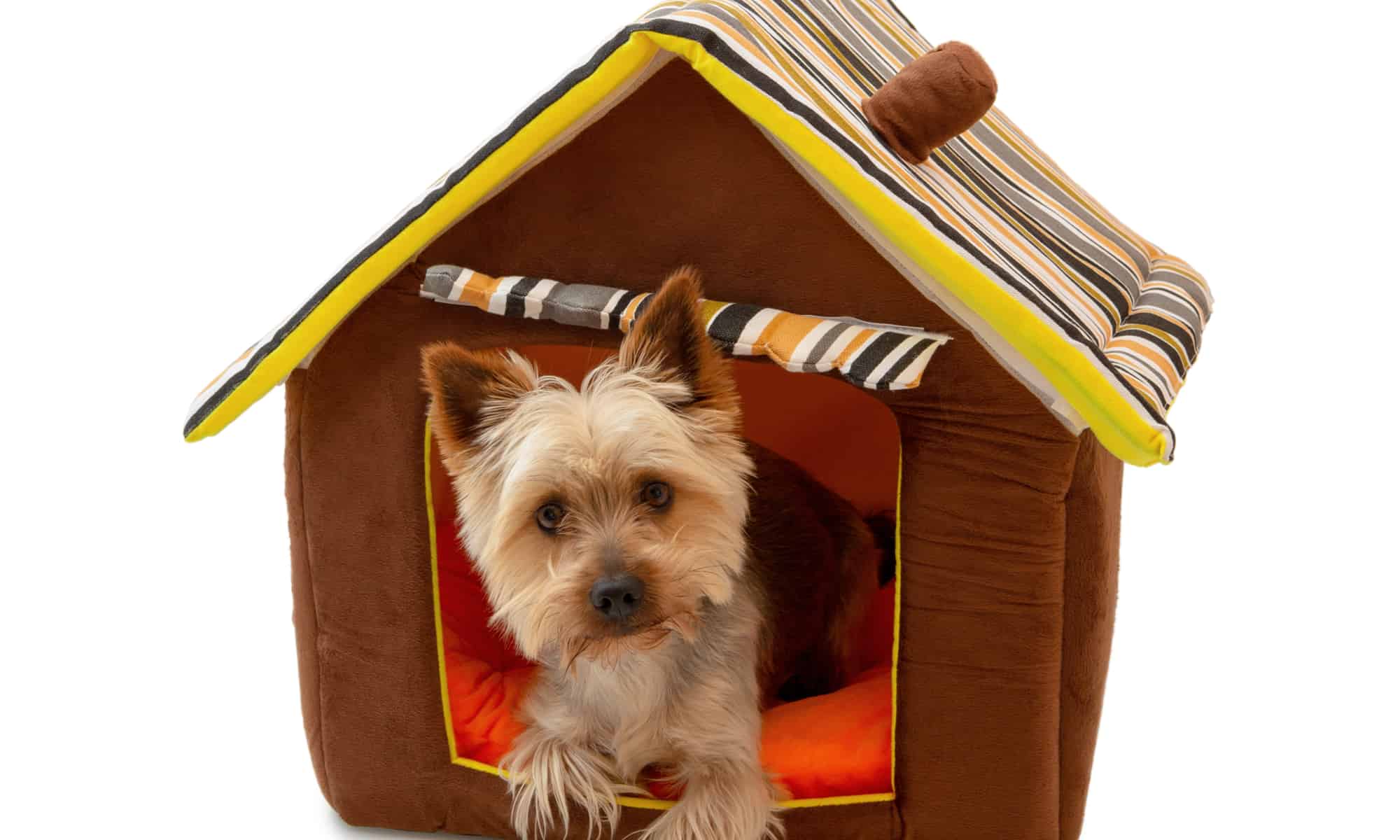 lucid paw dog house