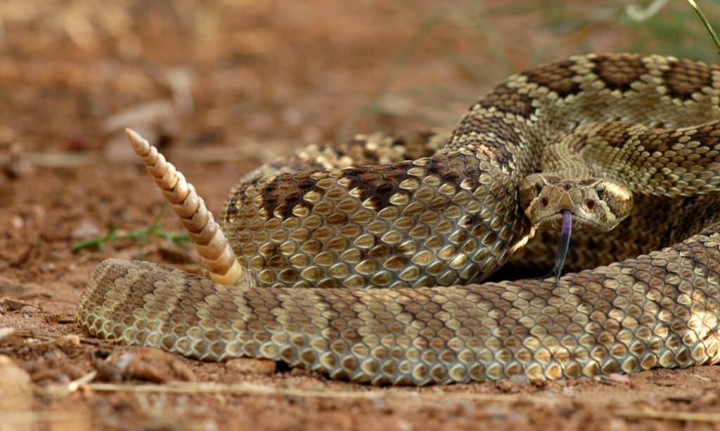 A Complete List of Venomous Snakes in the United States (30+ Species!)