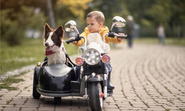 motorcycle dog carrier