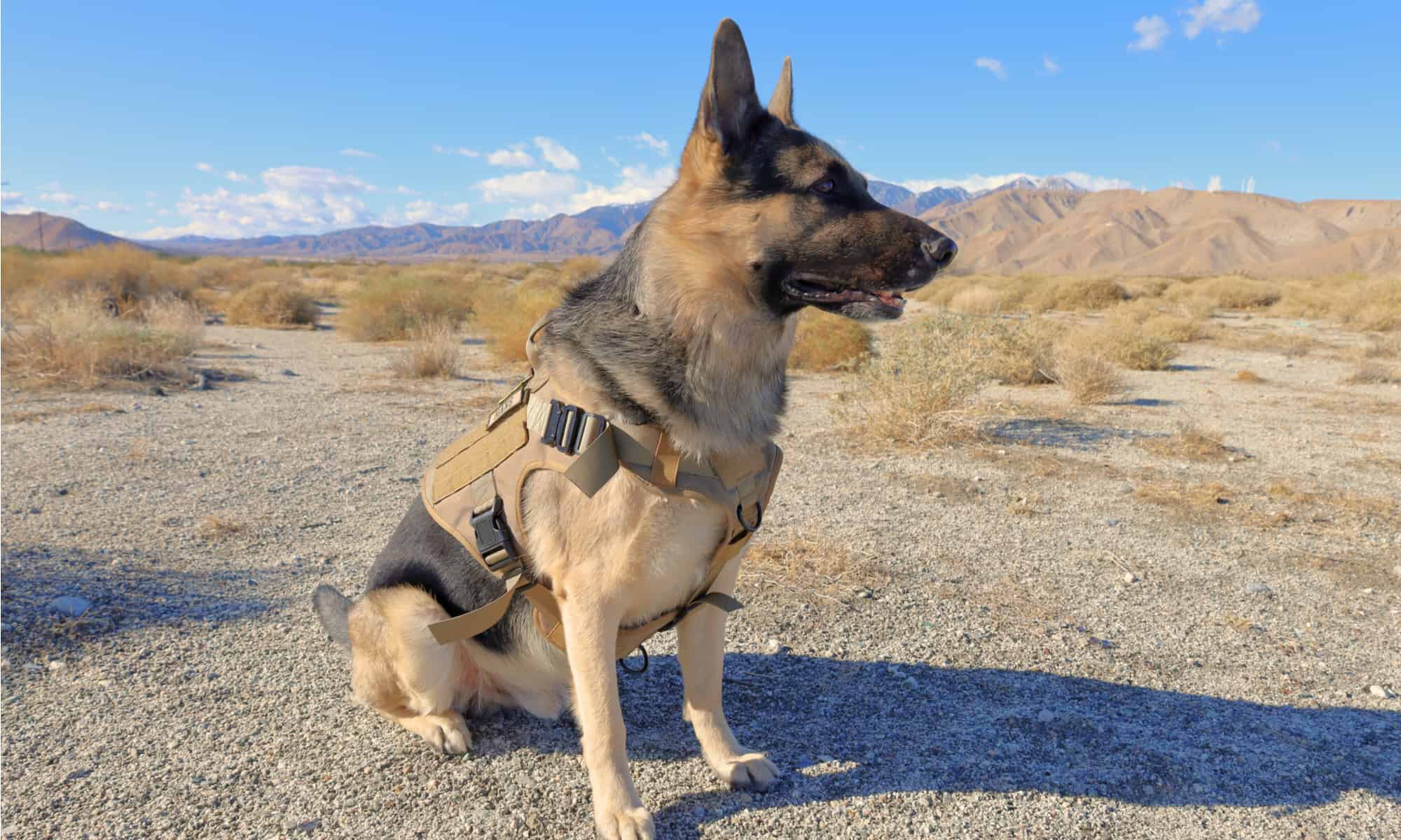 A German Shepherd dog sits in the desert outside Palm Springs wearing a K9 tactical dog vest.
