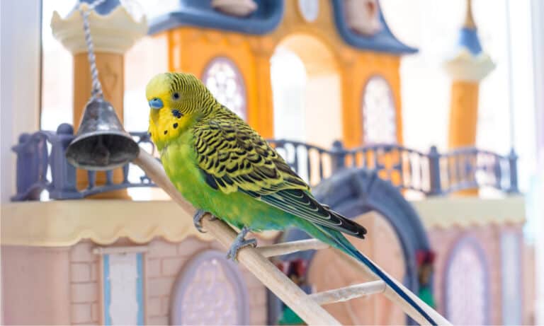parakeet toys