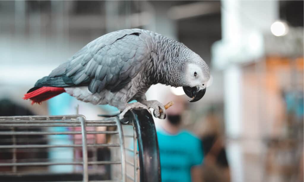 parrot cages