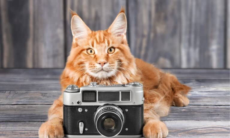 pet camera