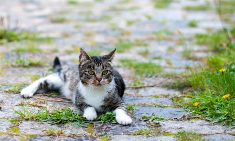 pet safe weed killer