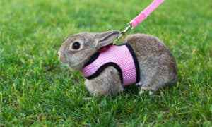 The Best Rabbit Harnesses Picture