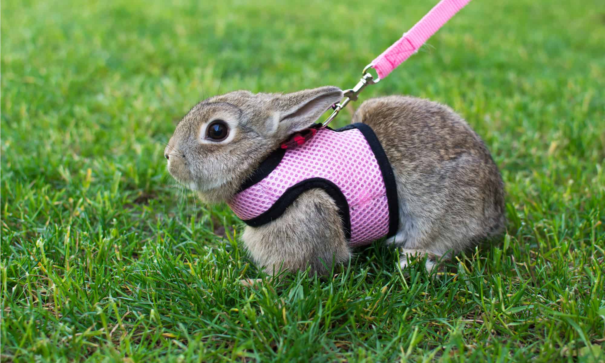 Niteangel Adjustable Soft Harness with Elastic Leash for Rabbits S, Grey