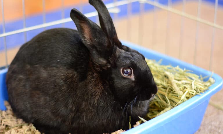 rabbit litter box