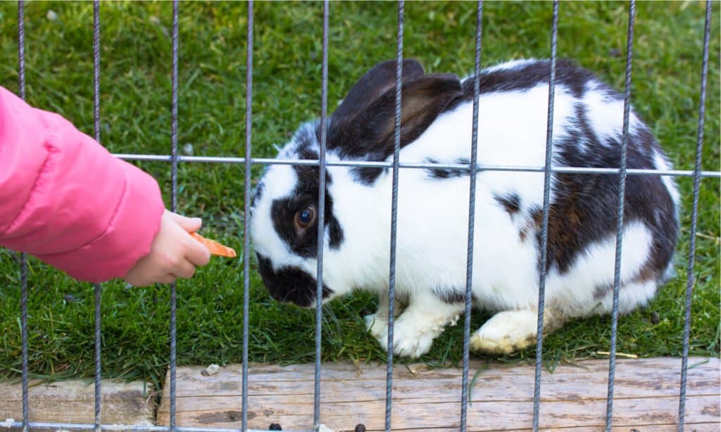 How Much Does a Rabbit Cost? (plus ongoing monthly costs)