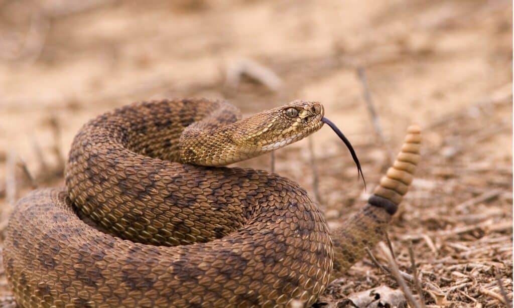 Washington's 12 Species of Snakes. See The One That Can Kill You!