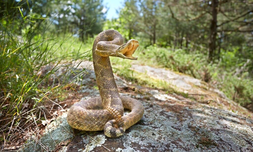 Rattlesnake on a Rock