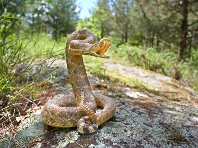 A The 6 Most Poisonous Snakes in Florida