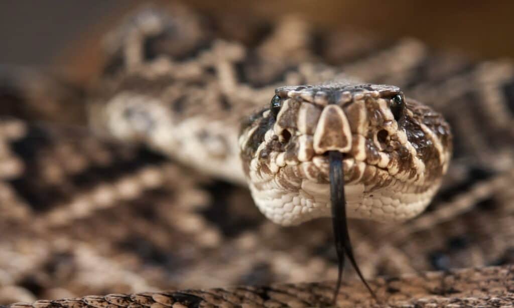 Eastern Diamondback Rattlesnake Close Up