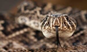 Florida Showdown: Who Emerges Victorious in a Rattlesnake vs Indigo Snake Battle? Picture