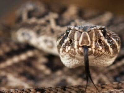 A What Do Eastern Diamondback Rattlesnakes Eat?