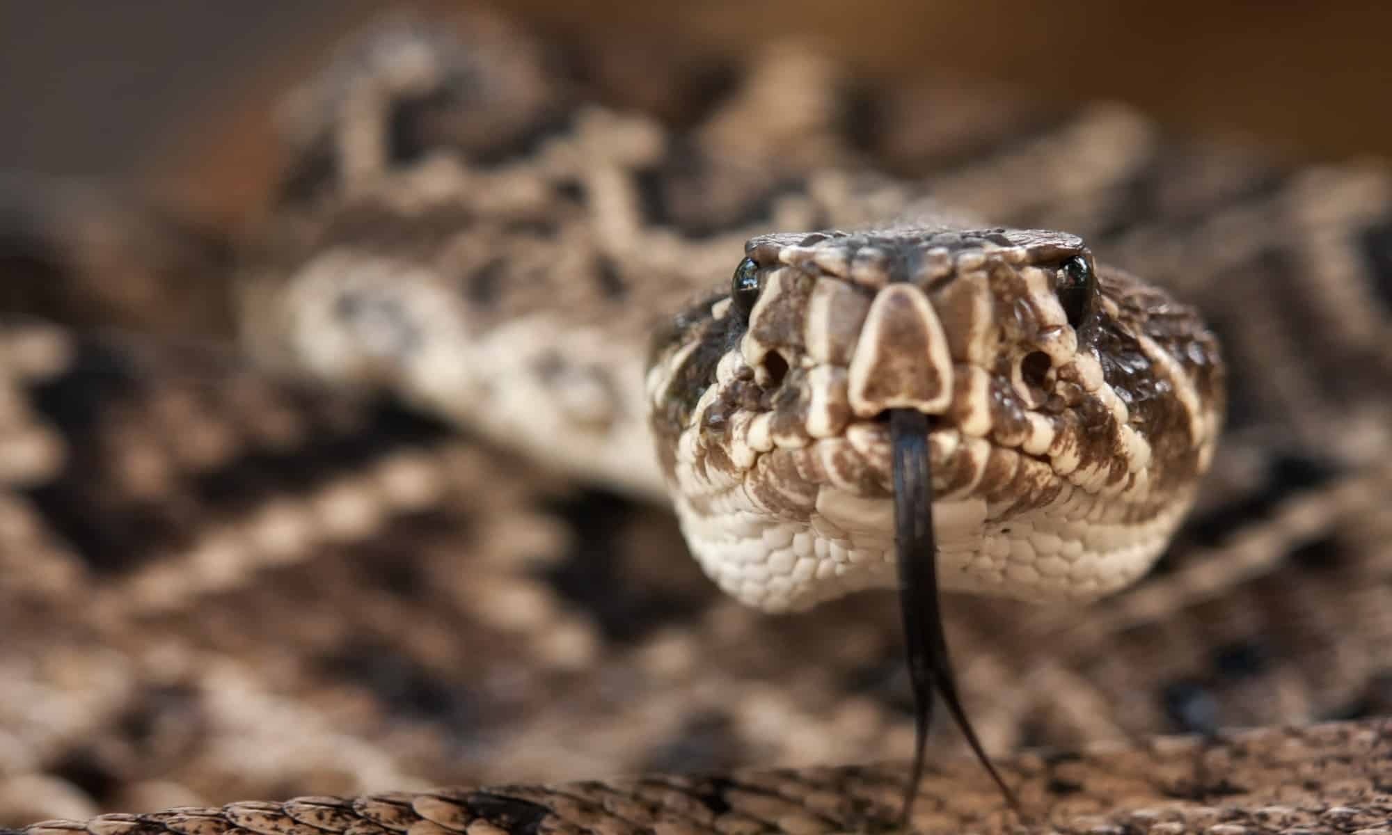 Eastern Diamondback Rattlesnake Close Up
