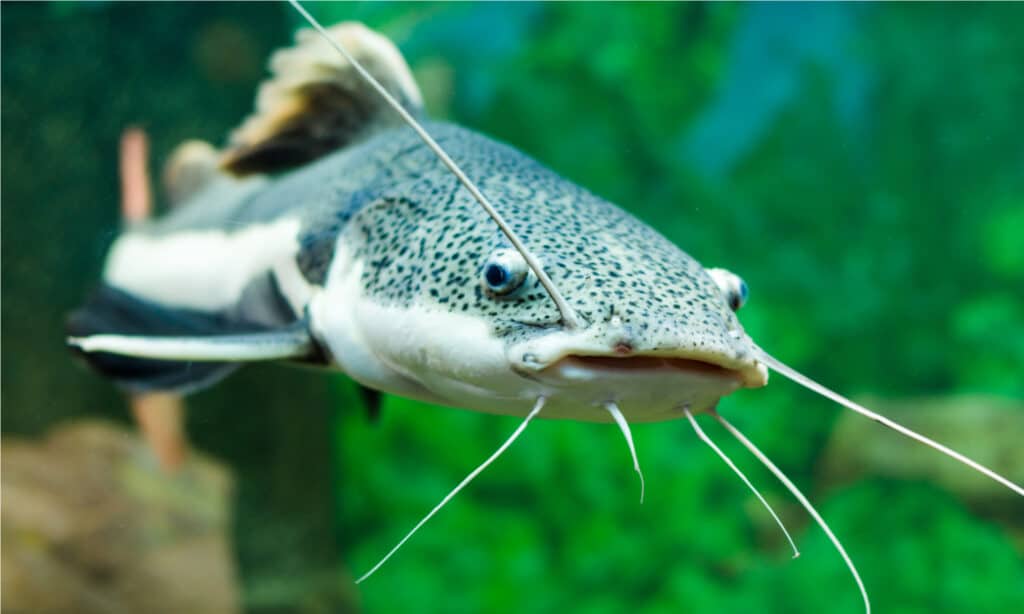 Redtail catfish in the aquarium. The fish is a long-whiskered catfish.